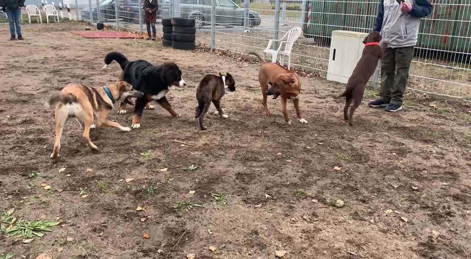 Rhodesian Ridgeback-Beitrag-Bild