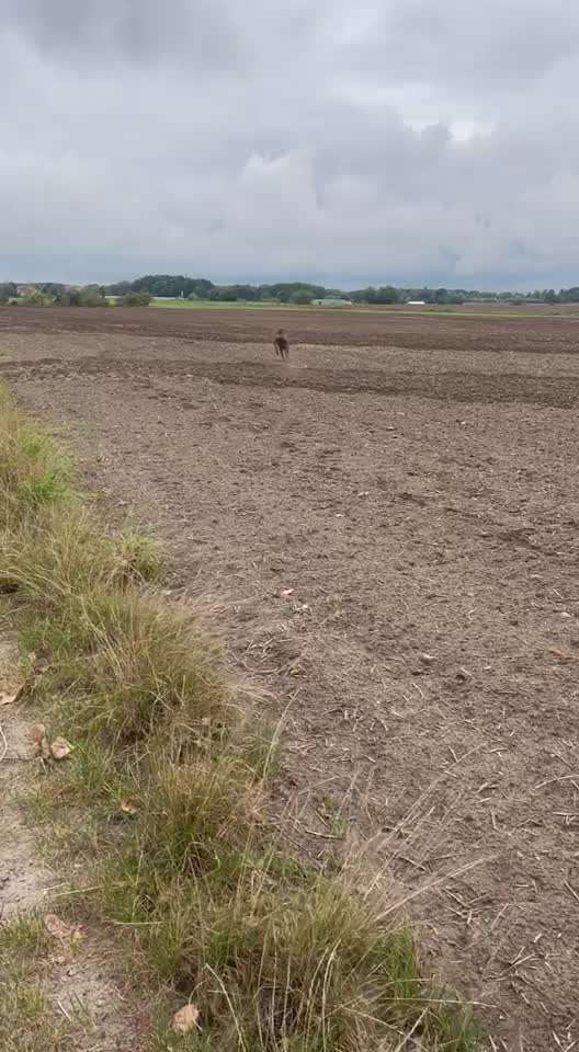 Rhodesian Ridgeback-Beitrag-Bild