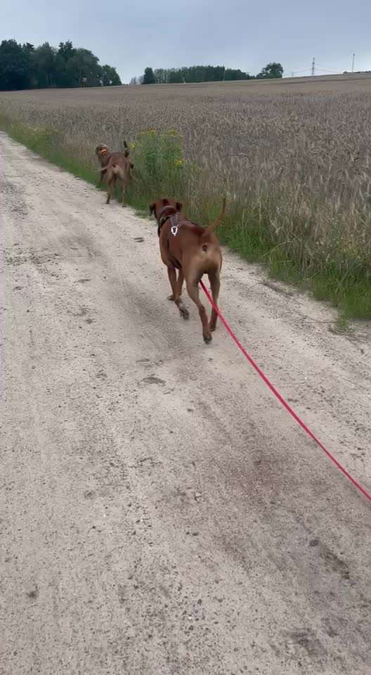 Rhodesian Ridgeback-Beitrag-Bild