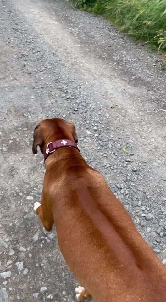 Rhodesian Ridgeback-Beitrag-Bild