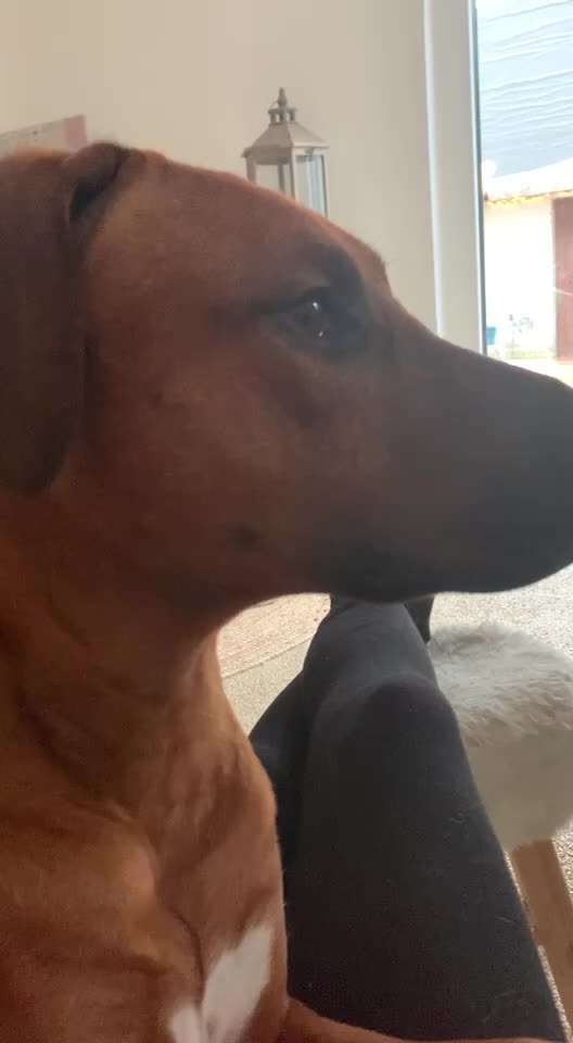 Rhodesian Ridgeback-Beitrag-Bild