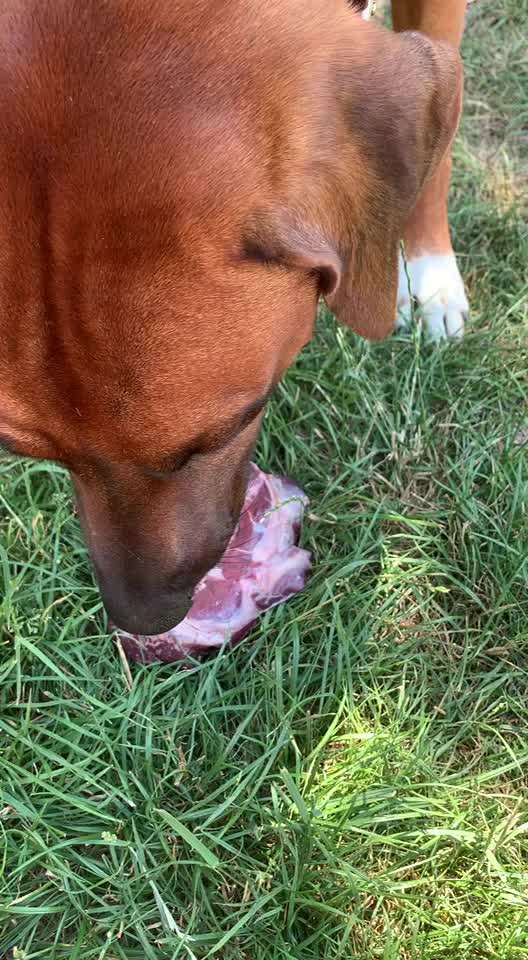 Rhodesian Ridgeback-Beitrag-Bild