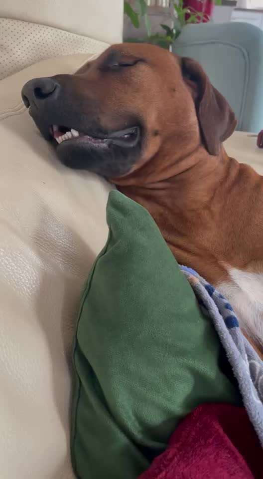 Rhodesian Ridgeback-Beitrag-Bild