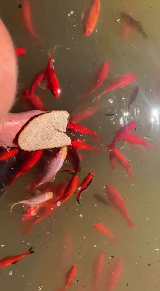 Rhodesian Ridgeback-Beitrag-Bild