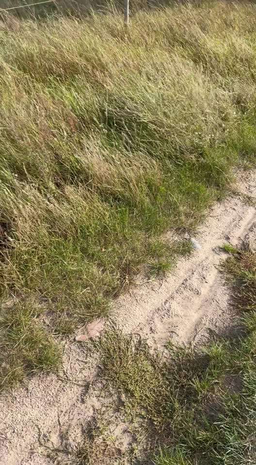 Rhodesian Ridgeback-Beitrag-Bild