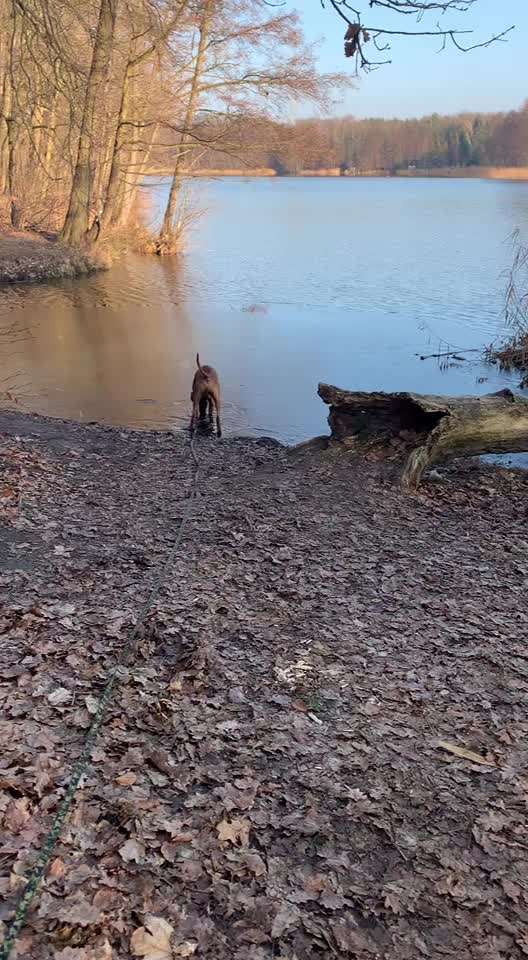 Rhodesian Ridgeback-Beitrag-Bild