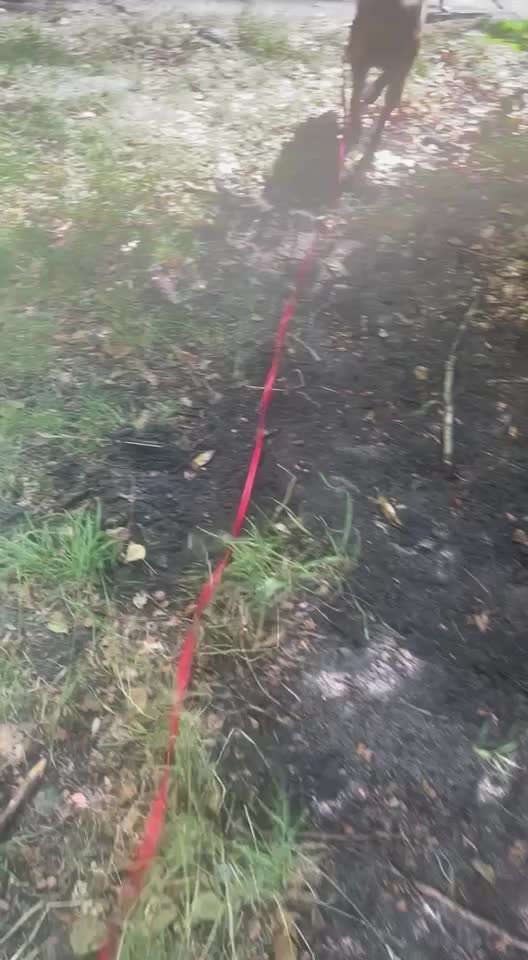 Rhodesian Ridgeback-Beitrag-Bild