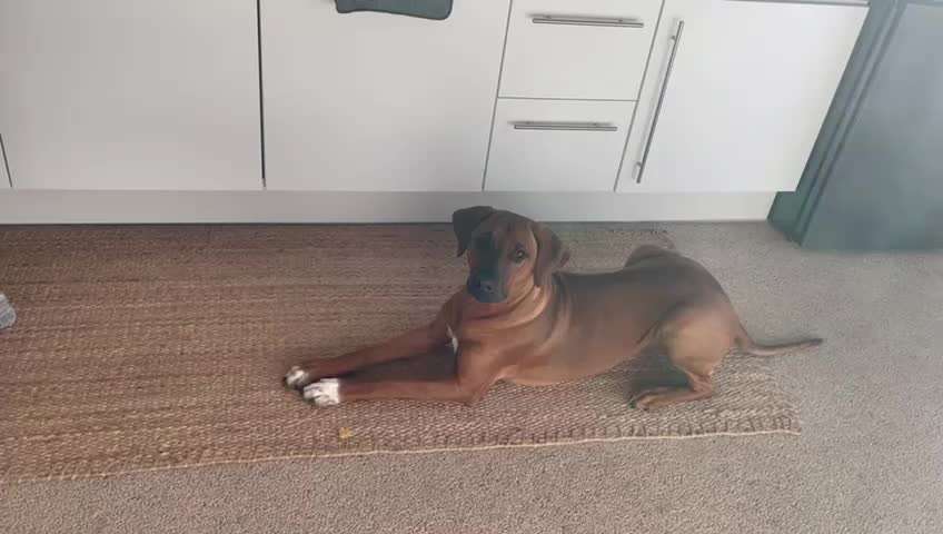 Rhodesian Ridgeback-Beitrag-Bild