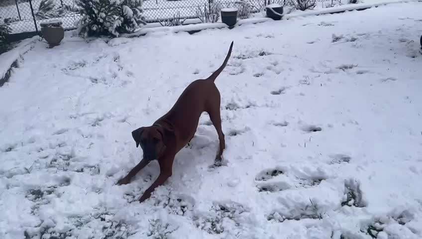 Rhodesian Ridgeback-Beitrag-Bild