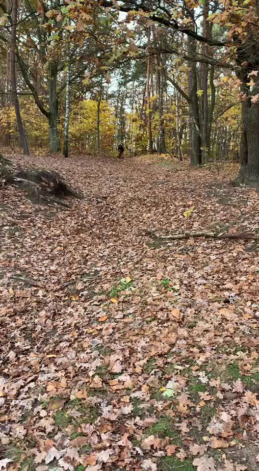 Rhodesian Ridgeback-Beitrag-Bild