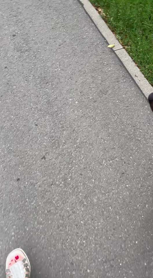 Rhodesian Ridgeback-Beitrag-Bild