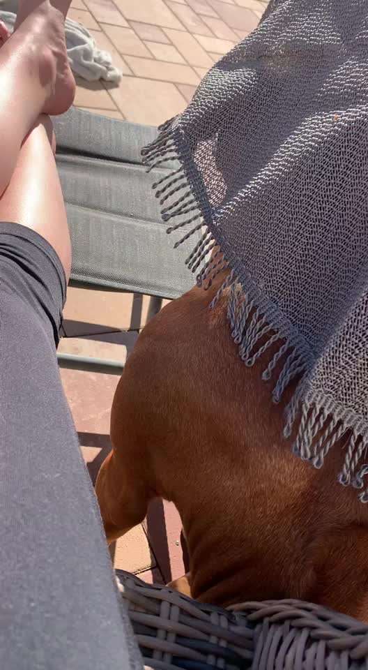 Rhodesian Ridgeback-Beitrag-Bild