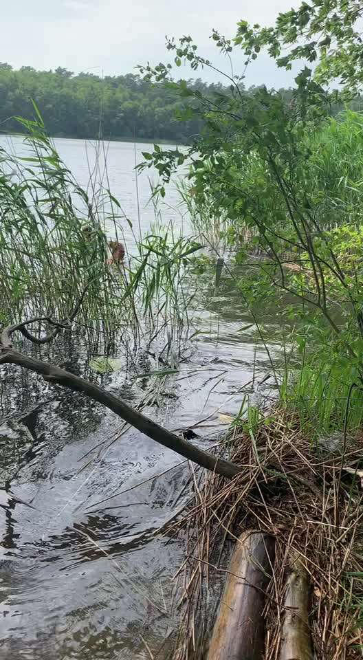 Rhodesian Ridgeback-Beitrag-Bild