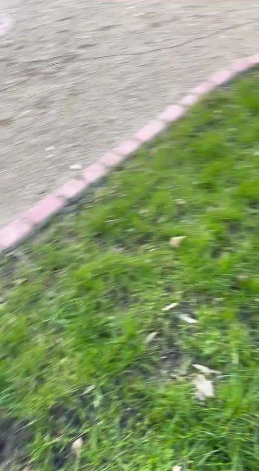 Rhodesian Ridgeback-Beitrag-Bild