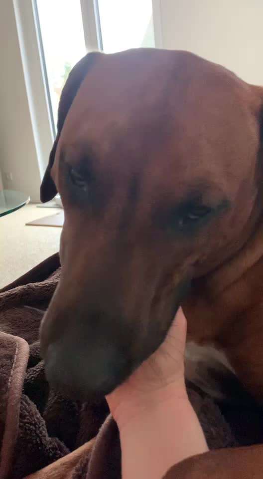 Rhodesian Ridgeback-Beitrag-Bild