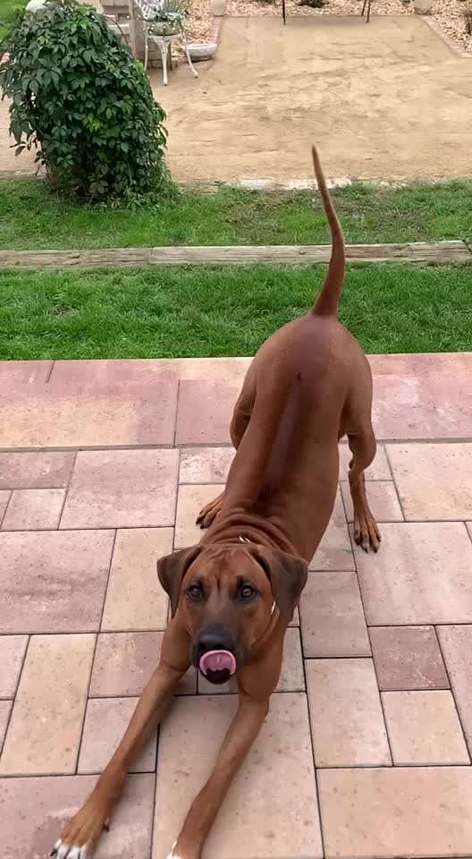 Rhodesian Ridgeback-Beitrag-Bild
