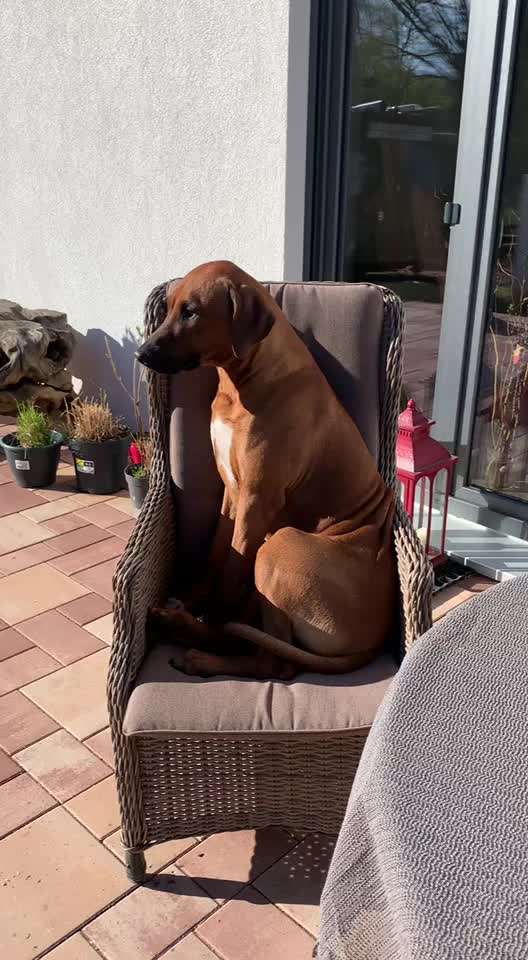 Rhodesian Ridgeback-Beitrag-Bild