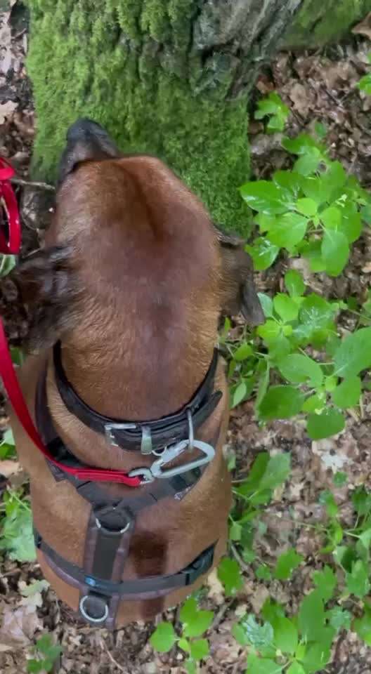 Rhodesian Ridgeback-Beitrag-Bild