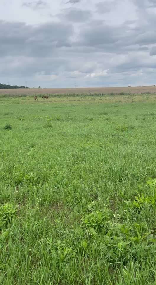 Rhodesian Ridgeback-Beitrag-Bild