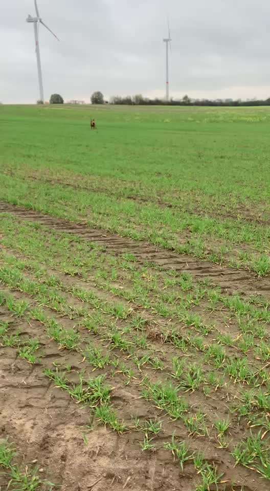 Rhodesian Ridgeback-Beitrag-Bild