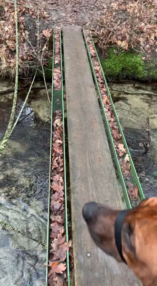 Rhodesian Ridgeback-Beitrag-Bild