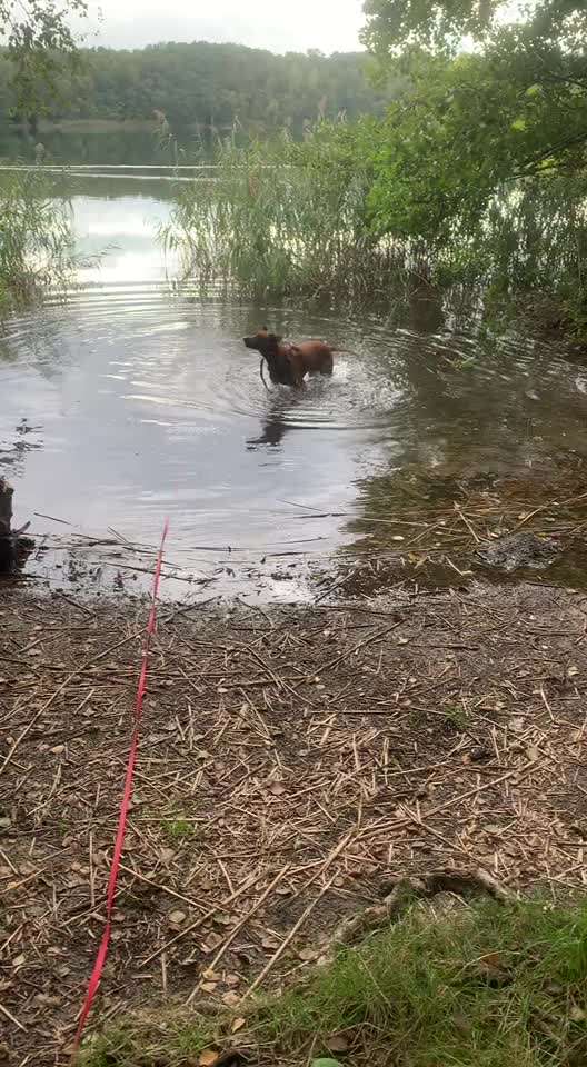 Rhodesian Ridgeback-Beitrag-Bild