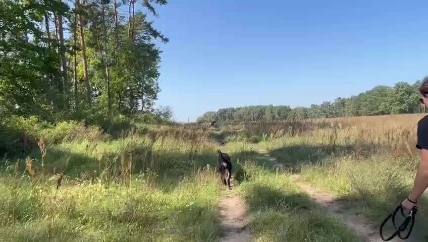 Rhodesian Ridgeback-Beitrag-Bild