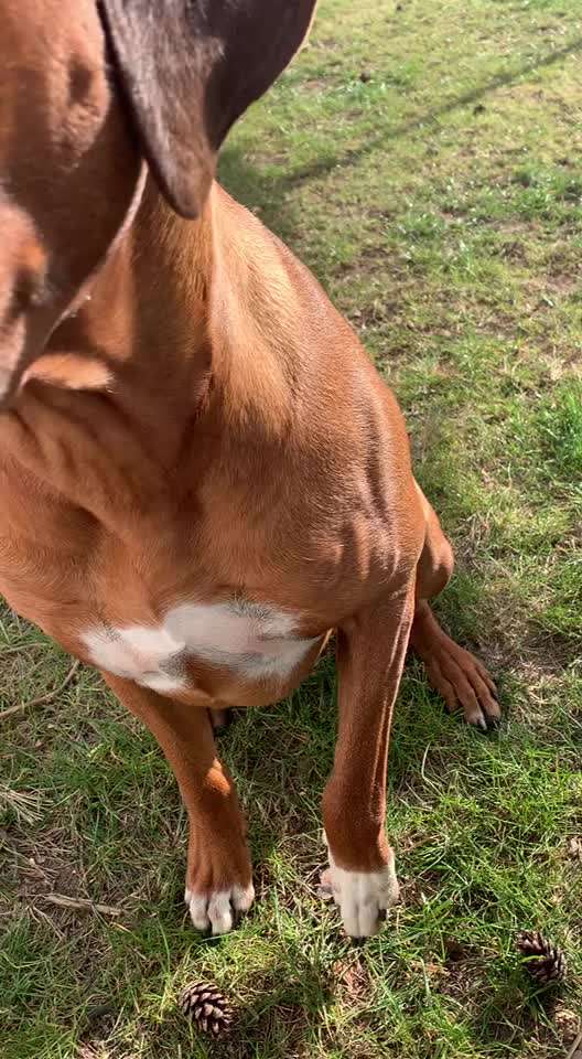 Rhodesian Ridgeback-Beitrag-Bild