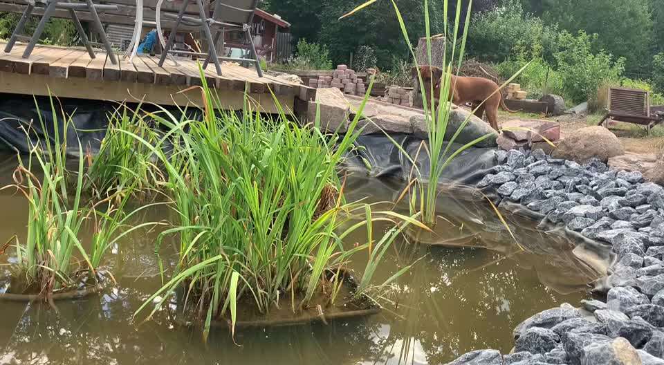 Rhodesian Ridgeback-Beitrag-Bild