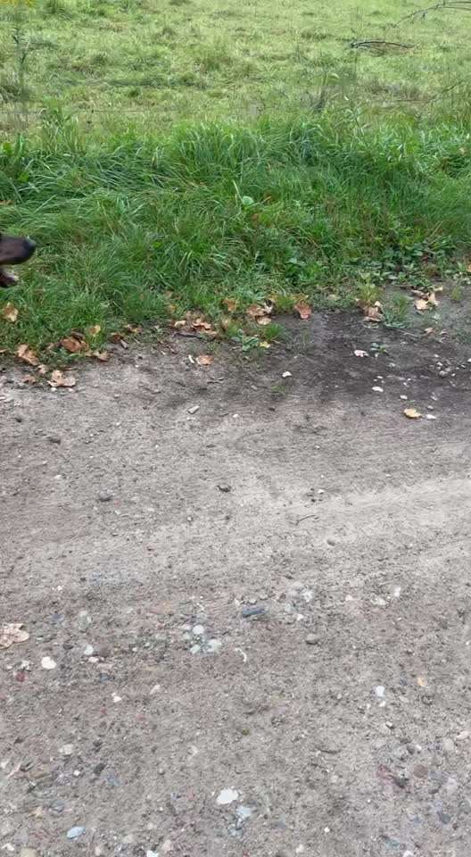 Rhodesian Ridgeback-Beitrag-Bild