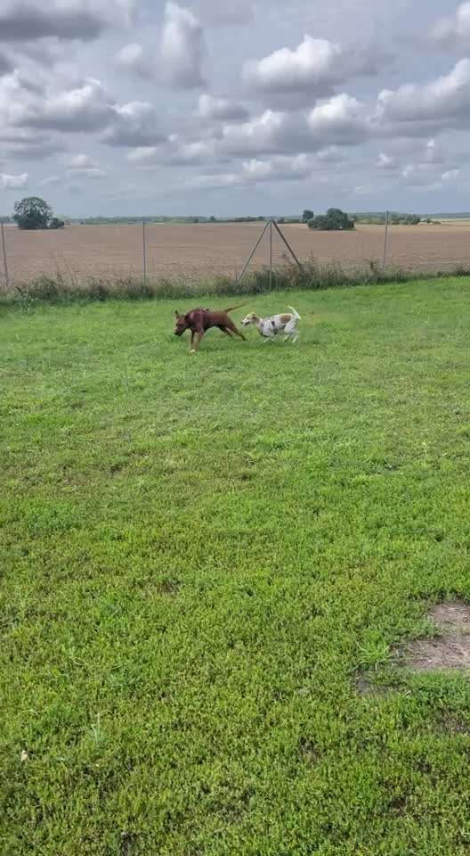 Rhodesian Ridgeback-Beitrag-Bild