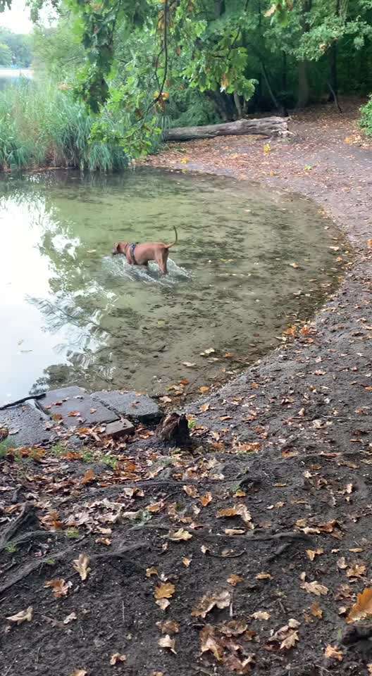 Rhodesian Ridgeback-Beitrag-Bild