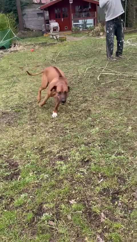 Rhodesian Ridgeback-Beitrag-Bild