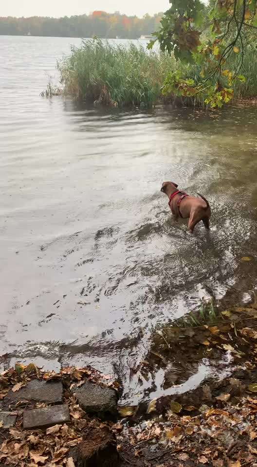 Rhodesian Ridgeback-Beitrag-Bild