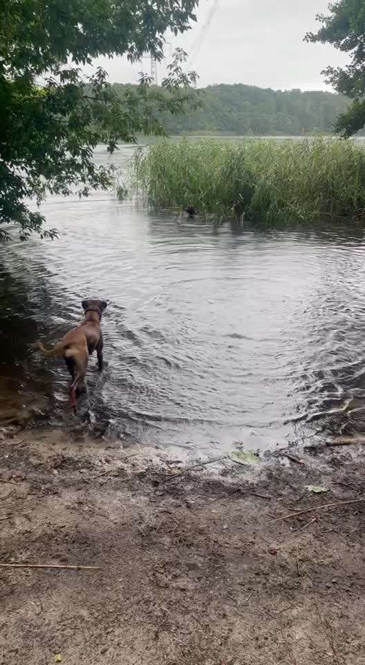 Rhodesian Ridgeback-Beitrag-Bild