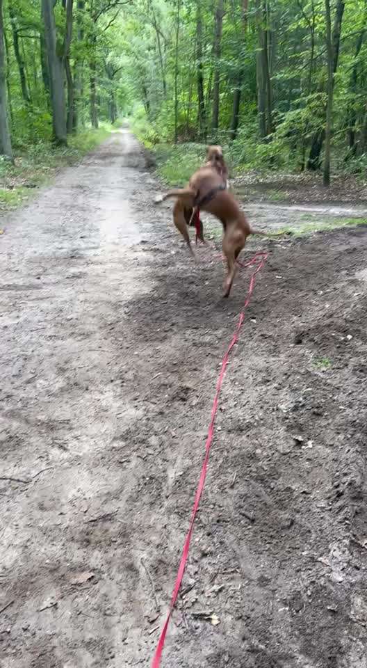 Rhodesian Ridgeback-Beitrag-Bild