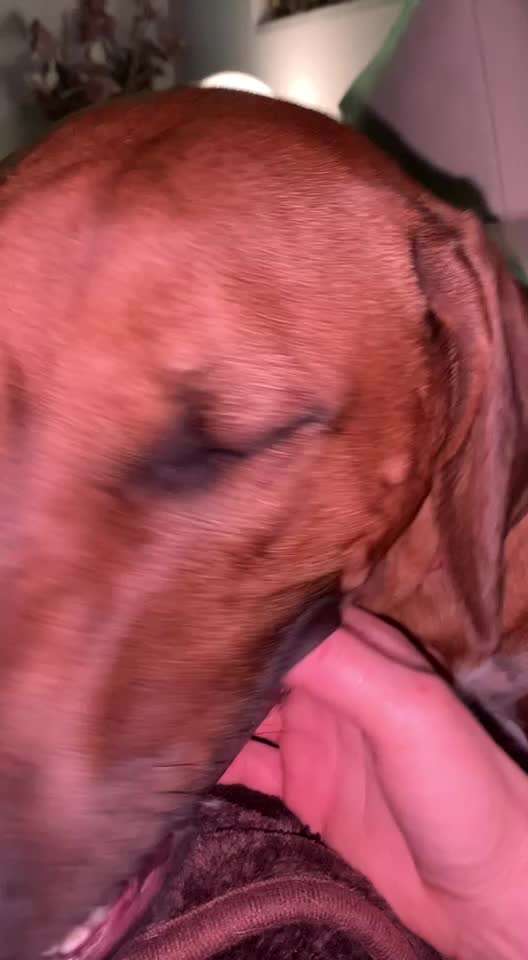 Rhodesian Ridgeback-Beitrag-Bild