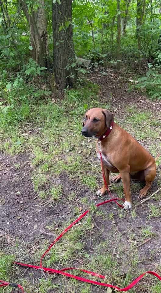 Rhodesian Ridgeback-Beitrag-Bild