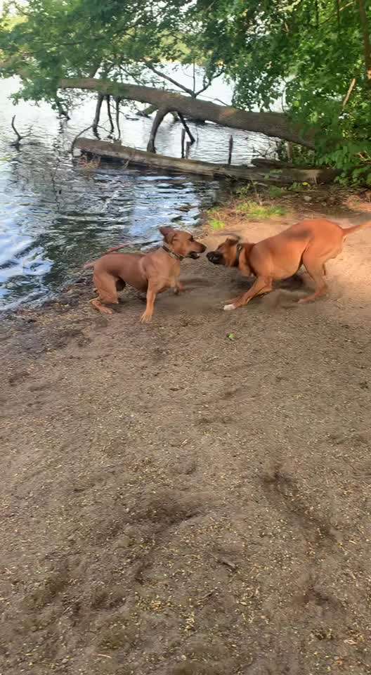 Rhodesian Ridgeback-Beitrag-Bild