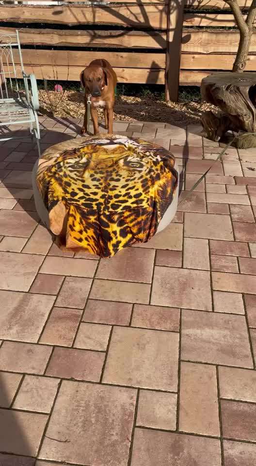 Rhodesian Ridgeback-Beitrag-Bild