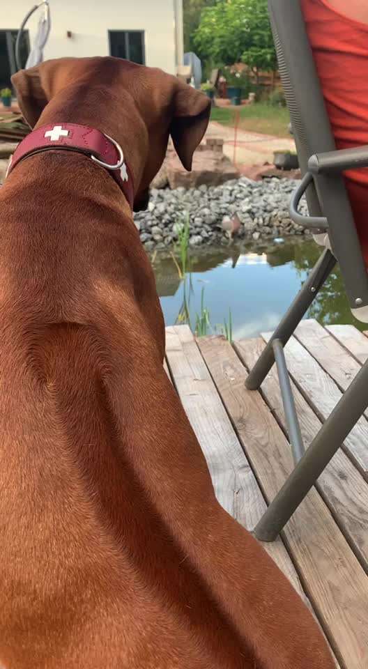 Rhodesian Ridgeback-Beitrag-Bild