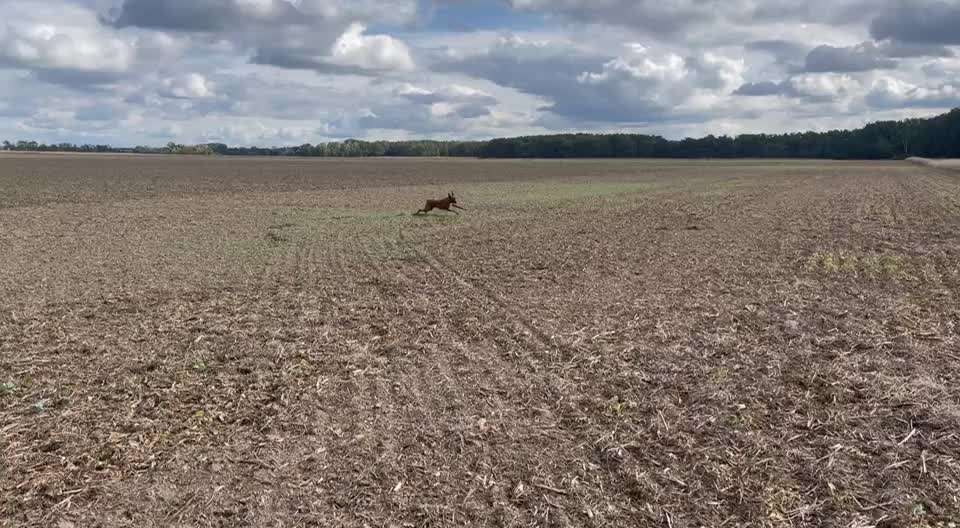 Rhodesian Ridgeback-Beitrag-Bild