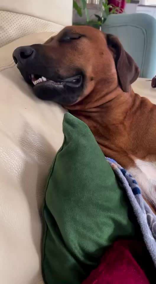 Rhodesian Ridgeback-Beitrag-Bild