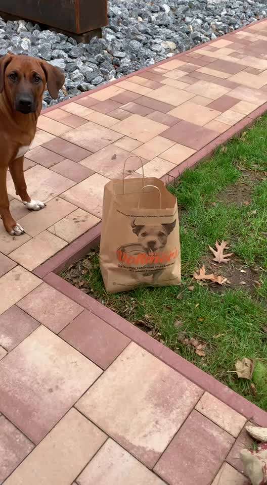 Rhodesian Ridgeback-Beitrag-Bild