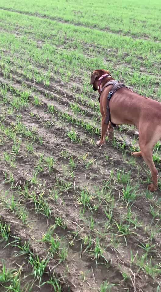 Rhodesian Ridgeback-Beitrag-Bild