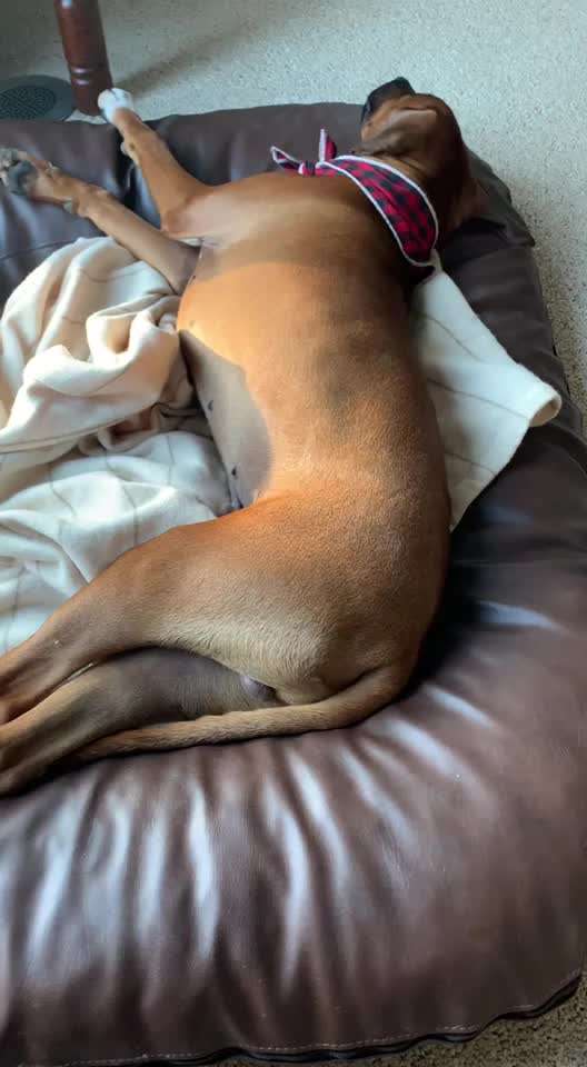 Rhodesian Ridgeback-Beitrag-Bild