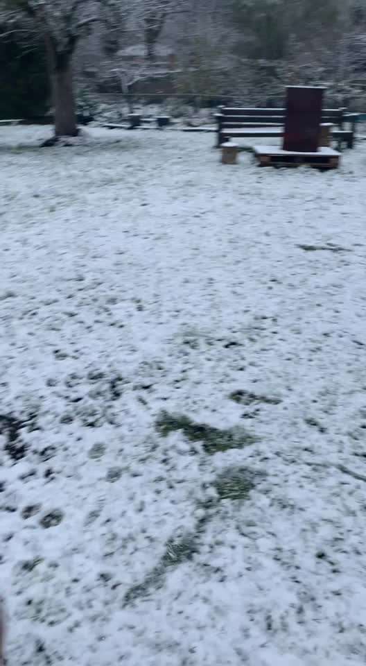 Rhodesian Ridgeback-Beitrag-Bild