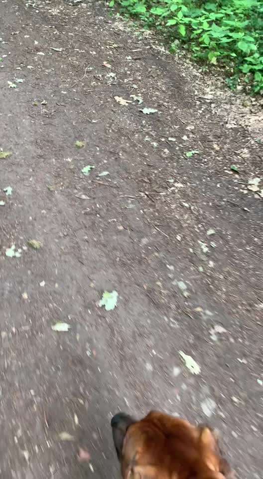 Rhodesian Ridgeback-Beitrag-Bild