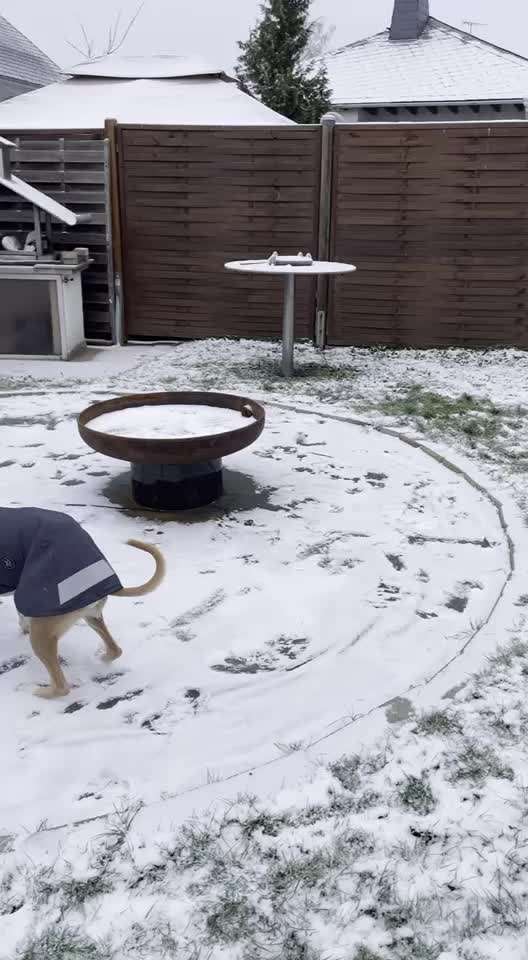 Windhunde - Treffen der besonderen Schönheiten
HERZLICH WILLKOMMEN-Beitrag-Bild