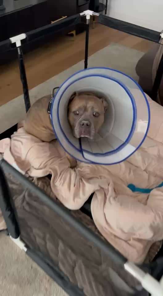 Head Bobbing / Kopf wackeln beim American Bully-Beitrag-Bild